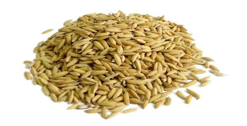 che do nuoi ga cua sat 2 Lúa thực phẩm quan trọng trong chế độ nuôi gà cựa sắt