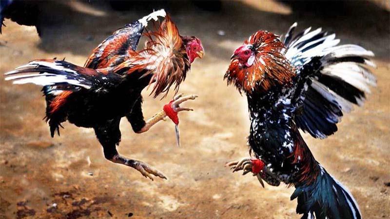 da ga 1 Người chơi nên tham gia cá cược gà đá Casino ở những nhà cái uy tín