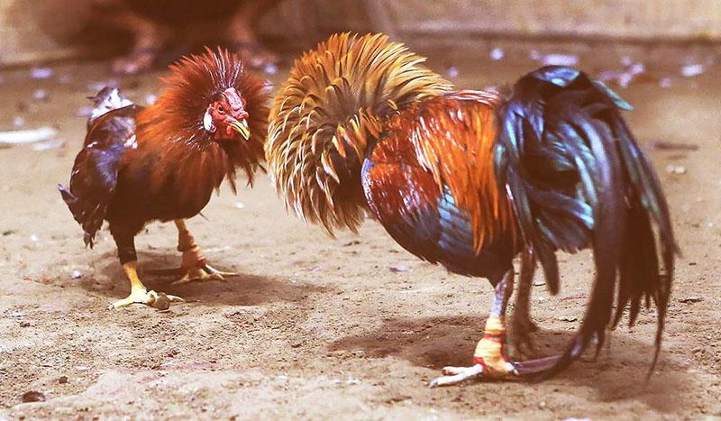 da ga campuchia 3 Chọn bổn gà rất yếu tố quan trọng để chiến thắng