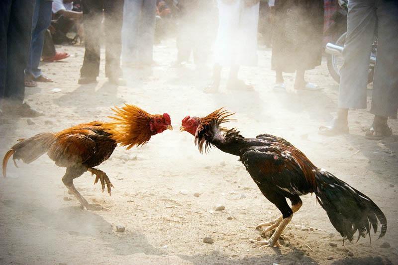 da ga cua sat 2 Tiêu chuẩn chọn kê