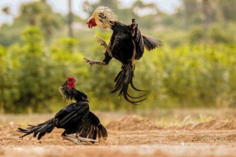 kinh nghiem cuoc ga da 1 Nghiên cứu lịch sử ván cược là kinh nghiệm cược gà đá hay